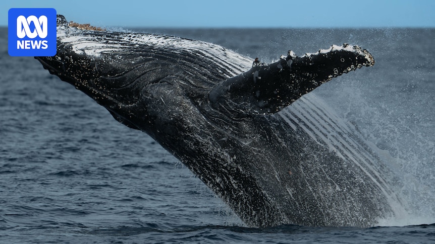 NSW volunteers battle wind and rain to record east coast whale sightings