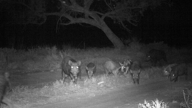 Feral pigs pose a biosecurity risk as they carry disease that can affect livestock. 
