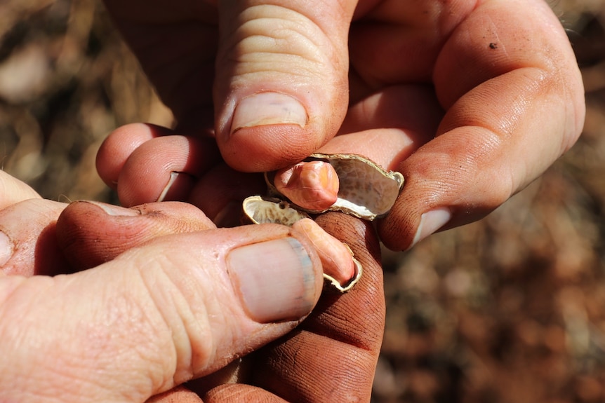Close-up of a single shelled peanut.