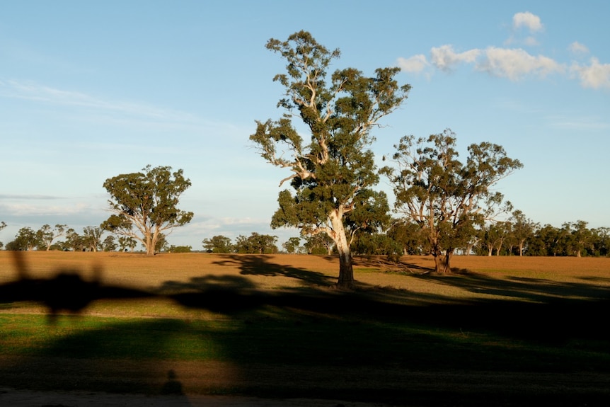 A paddock with a huge eucalypt