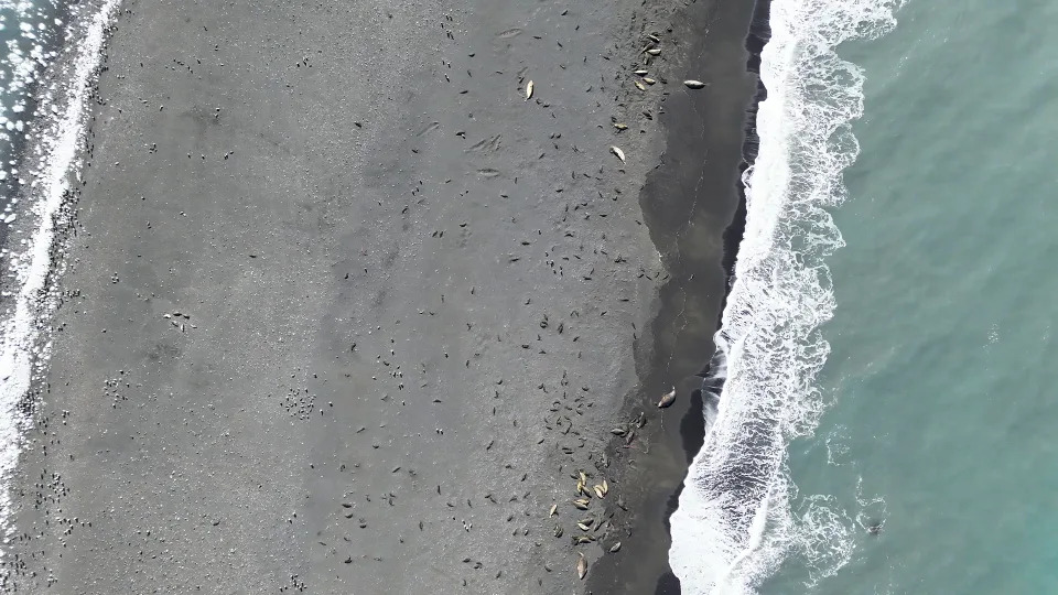 Wildlife biologists collected drone imagery and conducted field work at Heard Island in October 2025 and January 2026, to check for signs of bird flu. - Courtesy Australian Antarctic Division/Jarrod Hodgson
