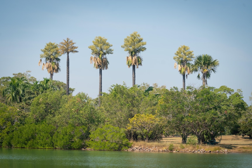 A group of tall, flowering palm trees growing beside a lake.
