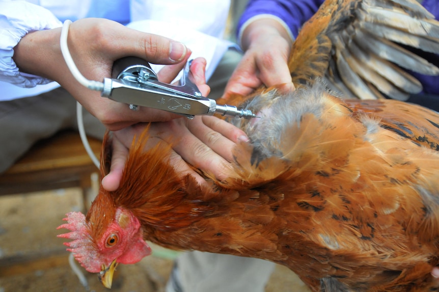 A person holds a chicken with one hand while vaccinating it with the other.