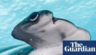 The Galápagos is a wildlife haven. But is that enough to protect the rare scalloped hammerhead shark? | Sharks