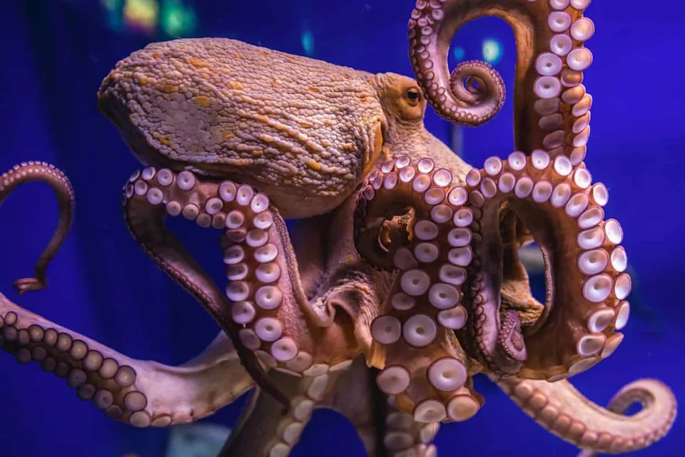 Common octopus in large sea water aquarium