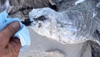 Dead sub-Antarctic seabirds wash up at Fowlers Bay in South Australia