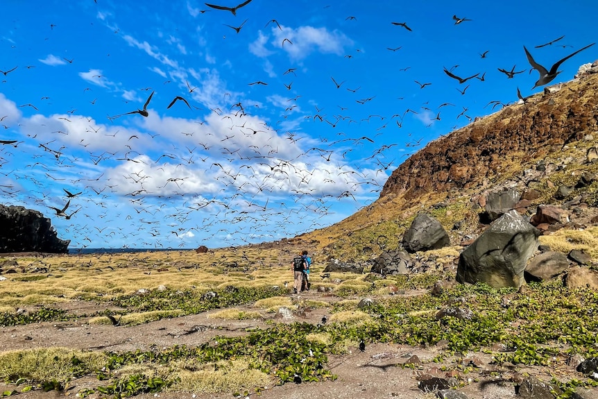 Tropical birds dot the sky over Matthew Island.