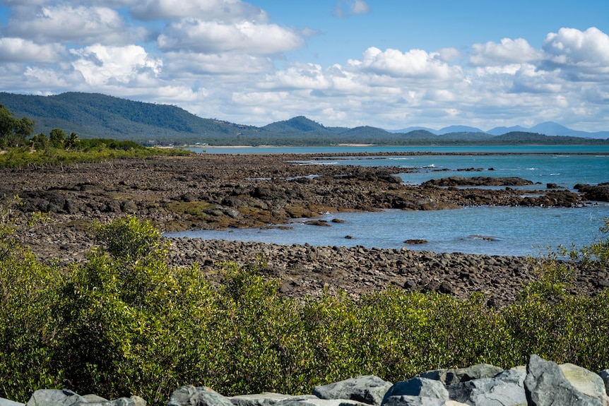 A stretch of rocky coastline with mangroves and hills in the distance.