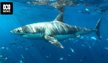 Shark cull will not improve beach safety or reduce attacks, marine biologists say