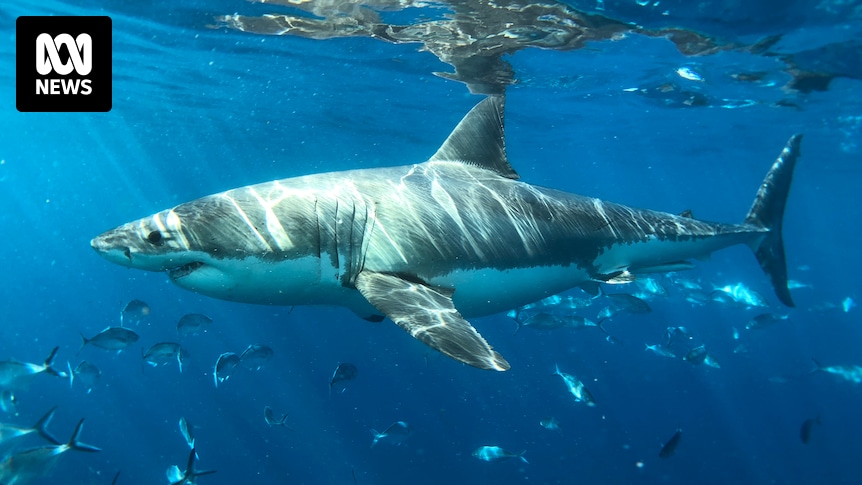 Shark cull will not improve beach safety or reduce attacks, marine biologists say