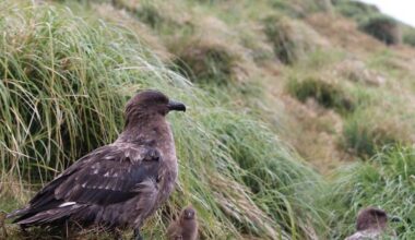 H5 bird flu: BirdLife Australia expert sheds light on brown skua that contracted disease, WA sighting rare