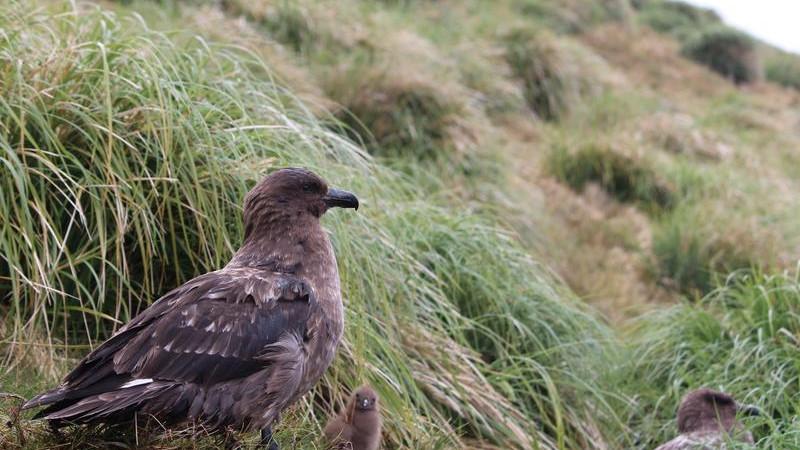 H5 bird flu: BirdLife Australia expert sheds light on brown skua that contracted disease, WA sighting rare