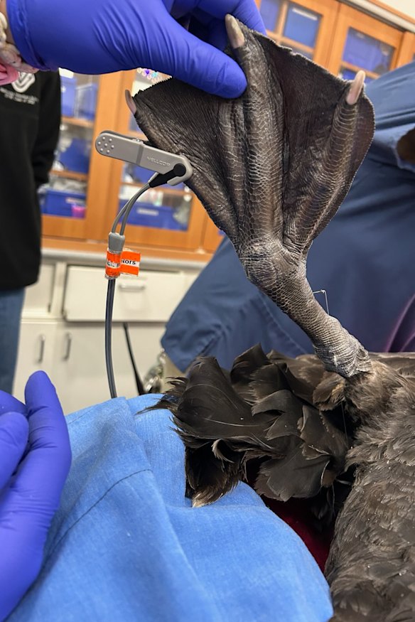 A fish hook lodged in the adult female swan euthanised on May 27.
