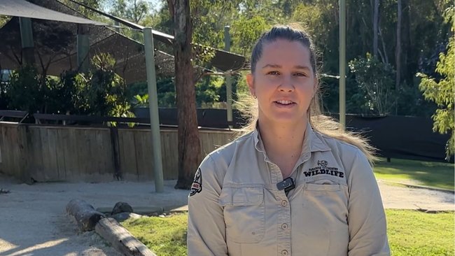 Paradise Country curator of native and exotic wildlife Lauren Mousley says Mary’s escape is ‘extremely unusual’ as the search for the missing Tasmanian devil continues.