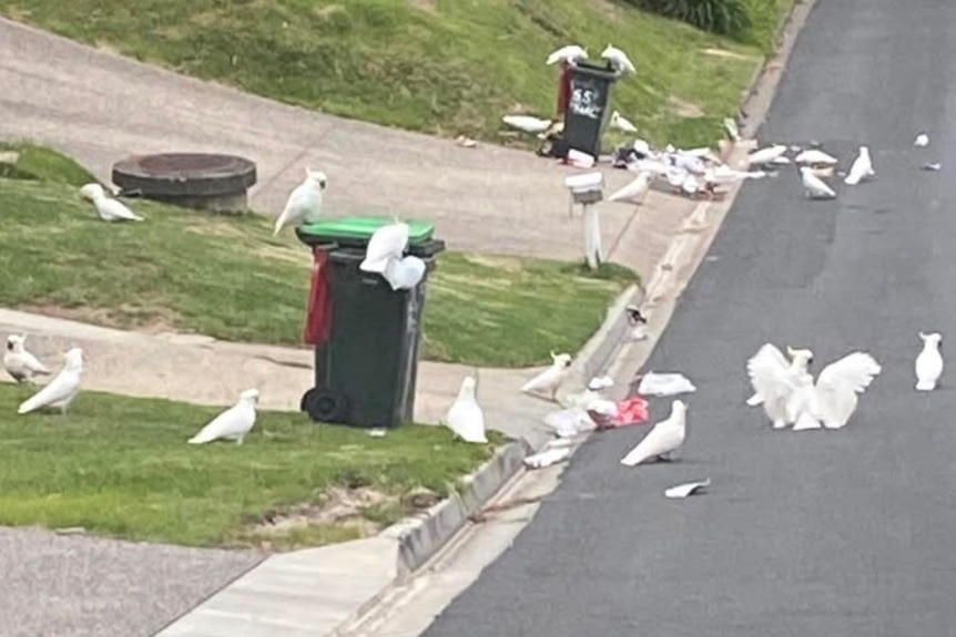 A large number of white cockatoos stand on open wheelie bins and amid rubbish on the grassy footpath of a residential street.