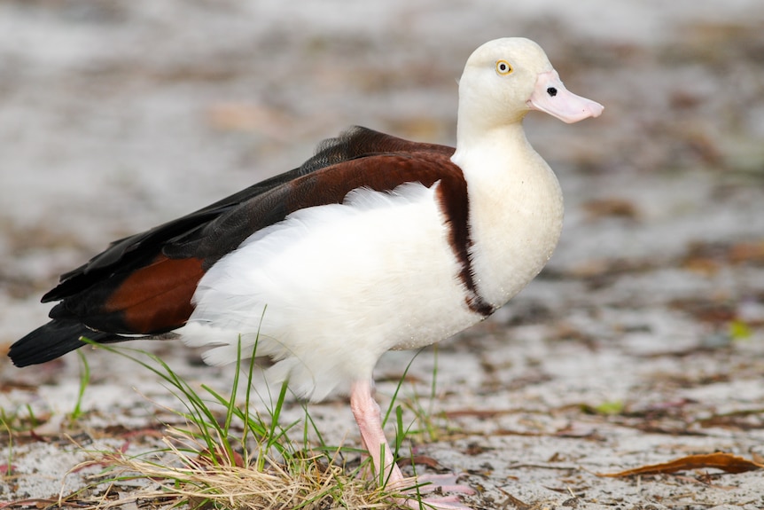 White duck with black back, wings and collar.