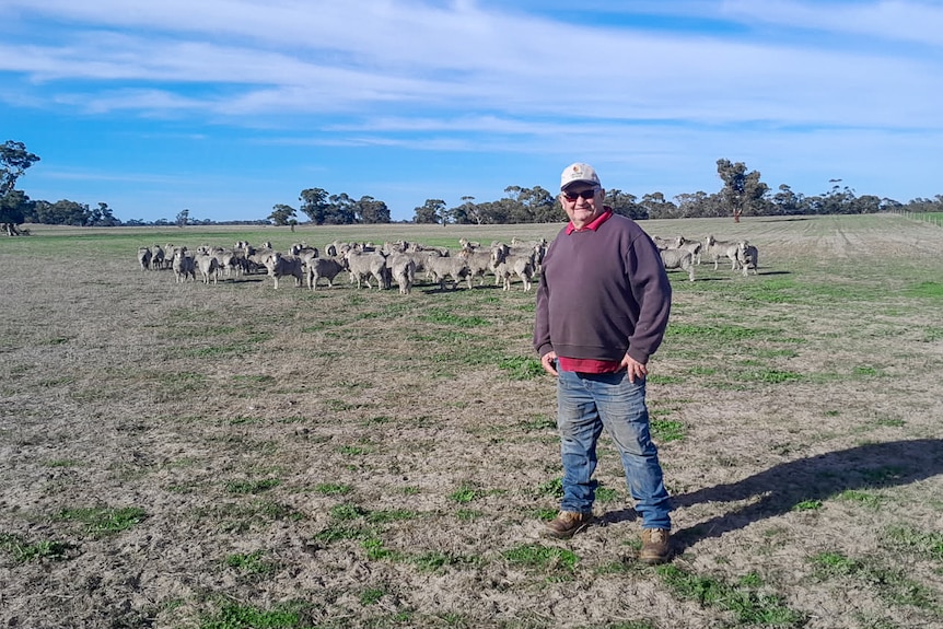 A man stands in a paddock, with a flock or merino sheep in the background.