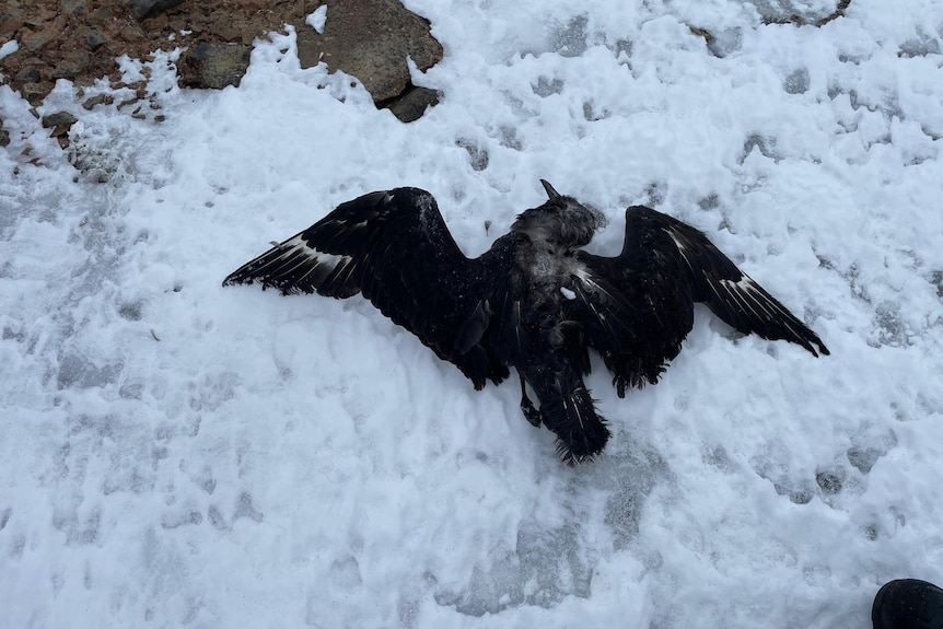 A black bird with white on its wings lies dead in the snow.