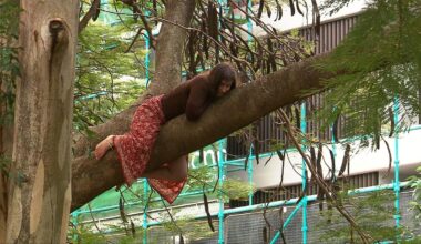 Woman spends night in tree as tense standoff at Brisbane’s Kurilpa community garden continues