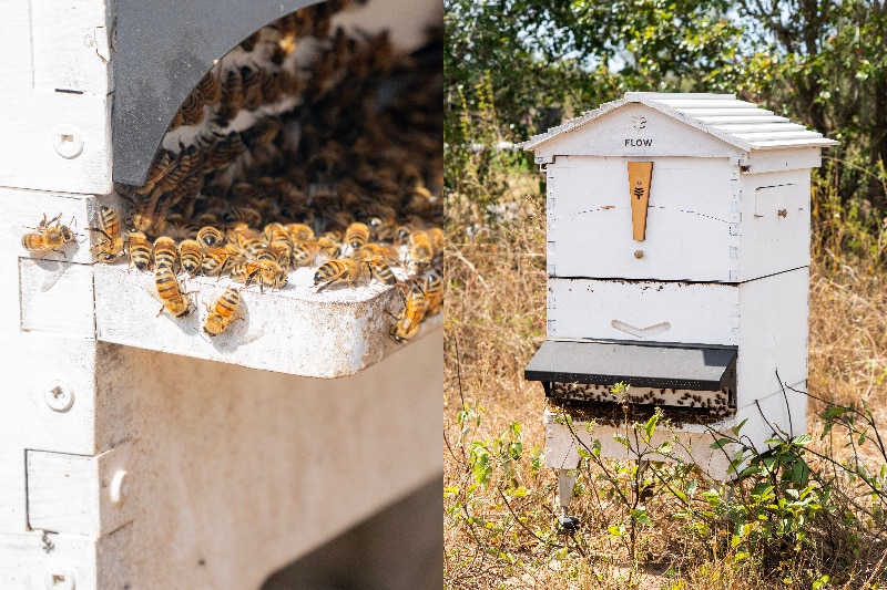 A flow beehive and closeup of bees.