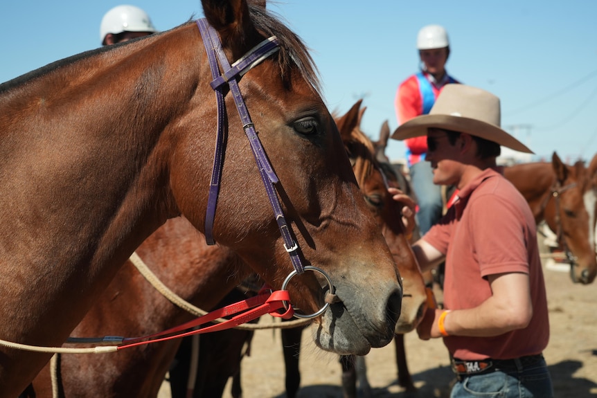 A horse's face pictured from side on 