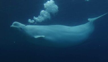 New study shows beluga whales display fascinating behaviour in front of mirror