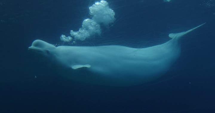 New study shows beluga whales display fascinating behaviour in front of mirror