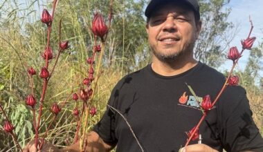 Rare rosella lands from hand picked to plate in 16 ...