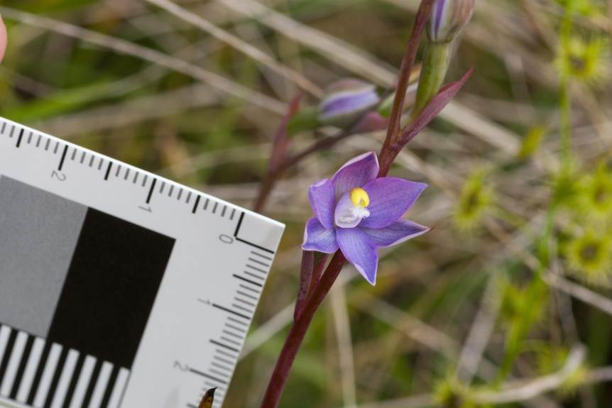 A small purple orchid photographed next to a ruler.