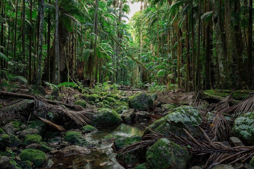 Condong_Creek_Big_Scrub_Rainforest