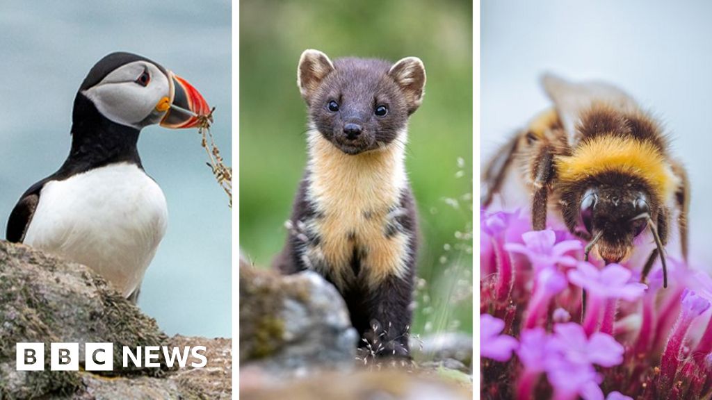 Puffin and bumblebee among 18 creatures shortlisted to feature on banknotes - BBC