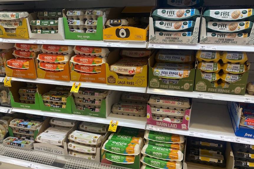 Cartons of eggs on a supermarket shelf.
