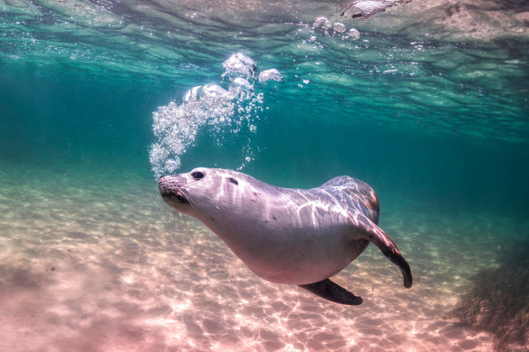 Endangered Australian sea lions could be at risk of catching bird flu, experts warn. 