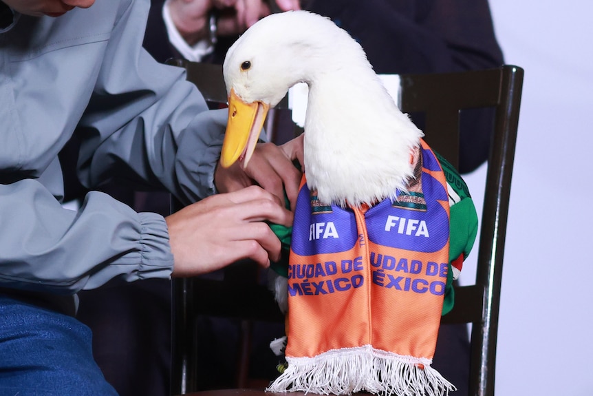 Merlin the duck sat on a chair.