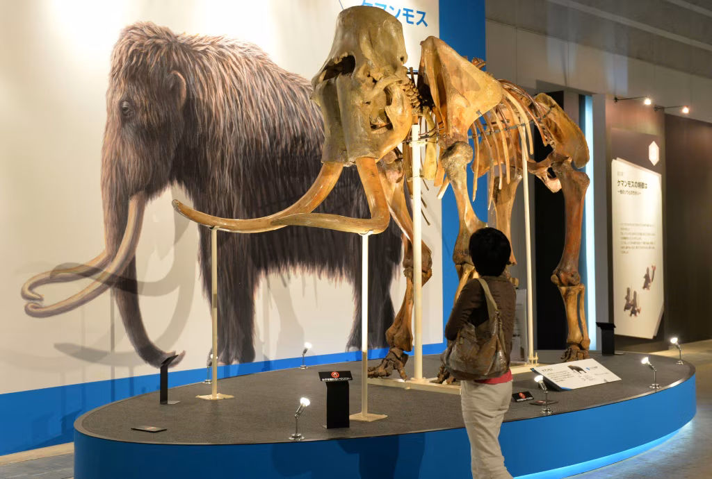 Woolly mammoth among trove of ancient DNA found in squirrel poo