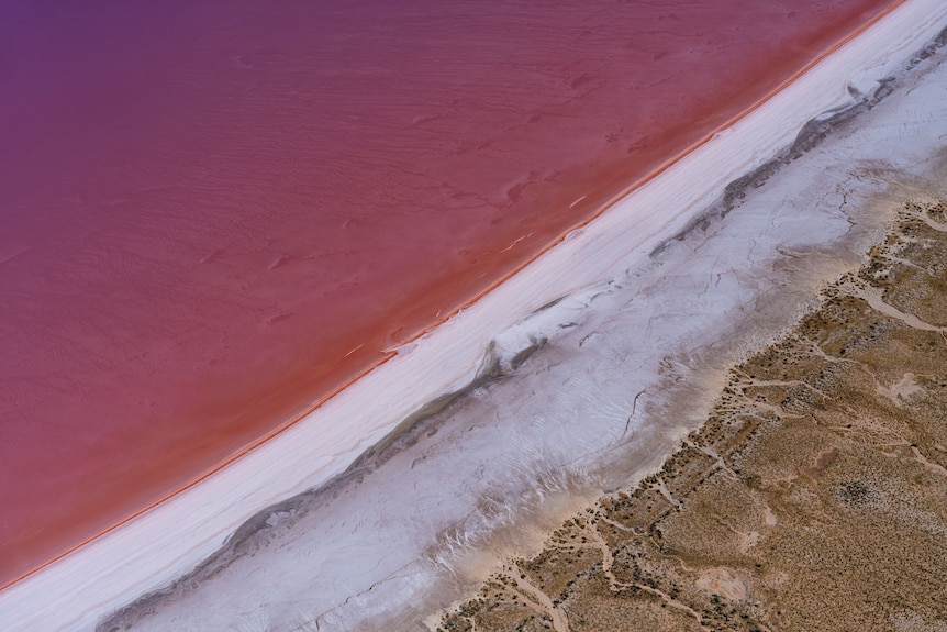 Birds eye view of a bright pink lake with the shore diagonal across the screen 