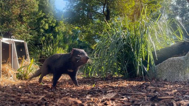 Tasmanian devils are nocturnal marsupials native to Tasmania and are listed as endangered in the wild.