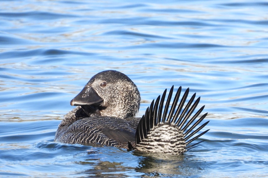 A grey duck with a leathery pouch under its beak on water.