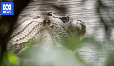 Australia Zoo calls police on traditional owner who came to see totem crocodile Old Faithful