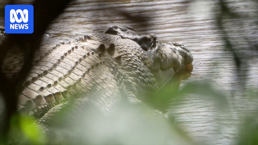 Australia Zoo calls police on traditional owner who came to see totem crocodile Old Faithful