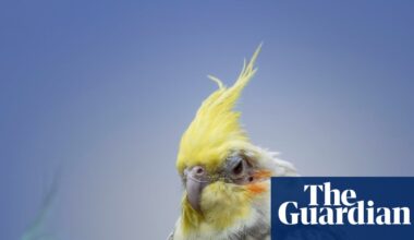 Masturbation among birds is ‘natural’ and should not be punished, say experts | Animal behaviour