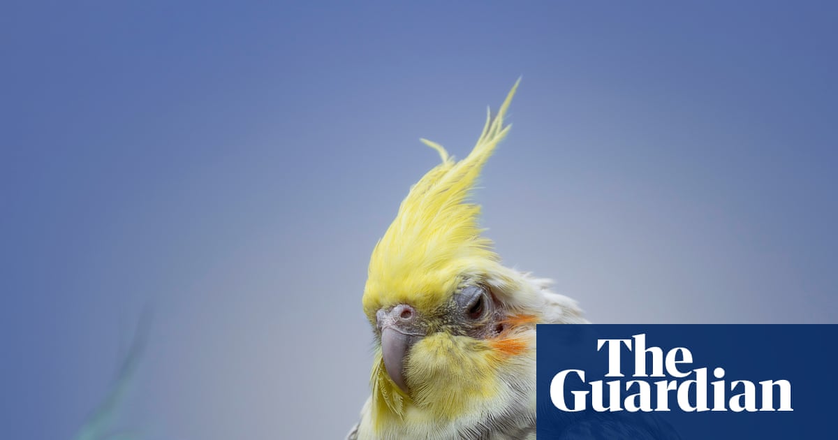 Masturbation among birds is ‘natural’ and should not be punished, say experts | Animal behaviour
