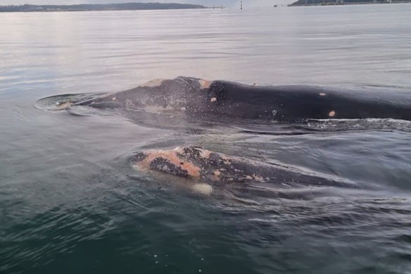 The mother and calf were watched over by NPWS staff as they navigated a busy waterway.
