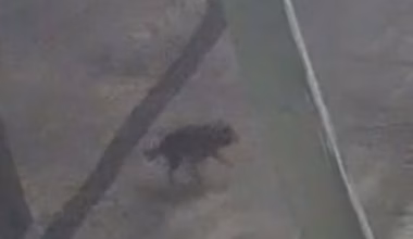 CCTV footage spots Tasmanian devil on the loose - The Courier Mail