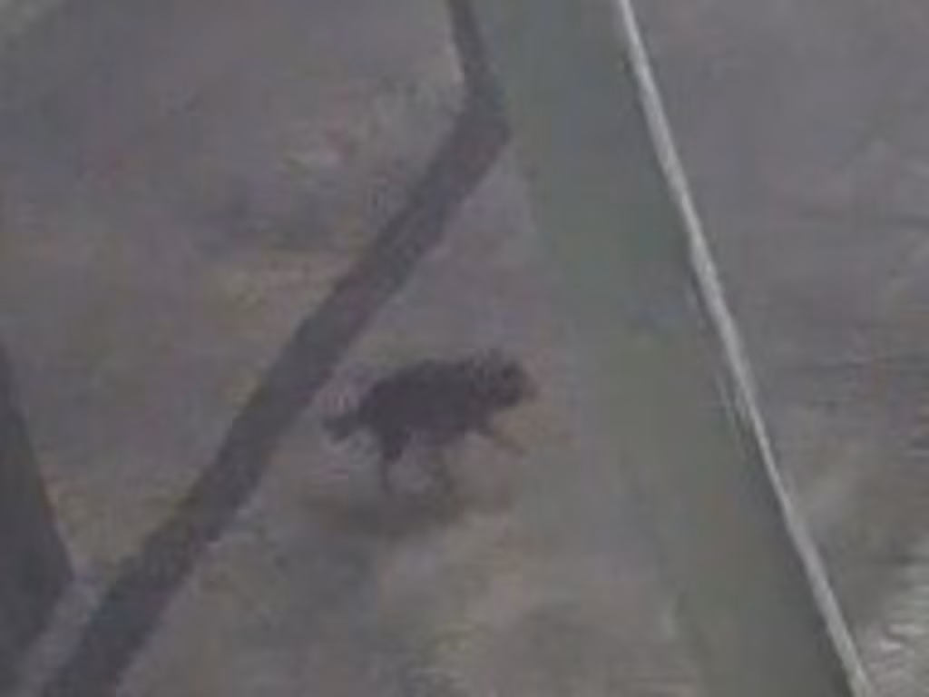 CCTV footage spots Tasmanian devil on the loose - The Courier Mail