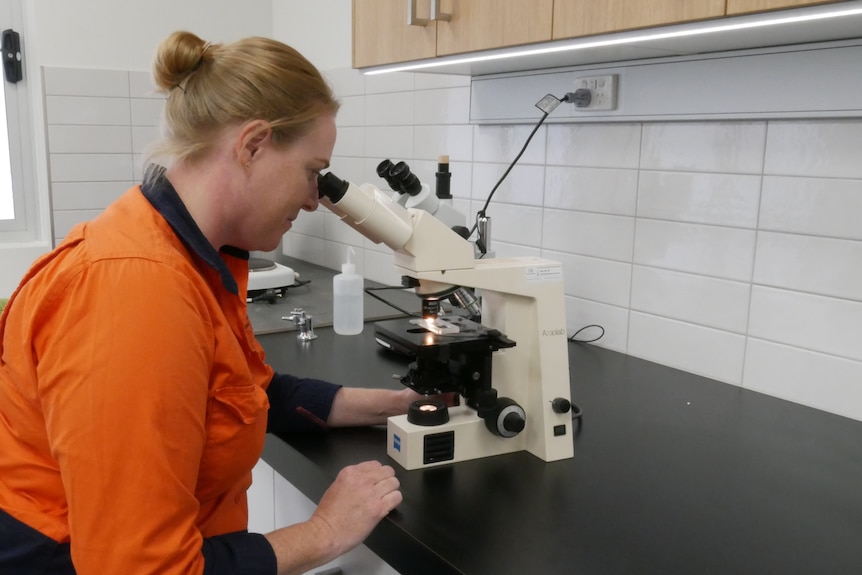 A researcher looks into a microscope in a lab.