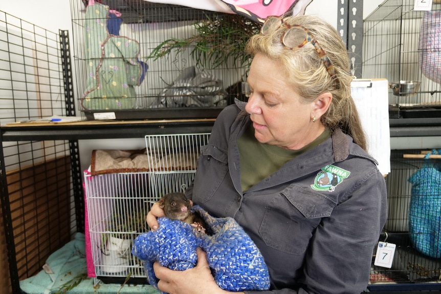 A woman in a navy shirt is standing holding a swaddled possum.