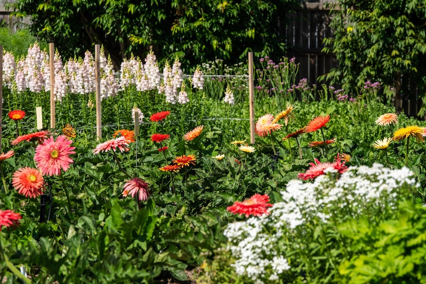 A garden full of different flower bushes.