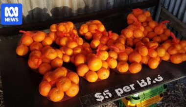 Soaring thefts force WA mandarin grower to close roadside stall after 17 years