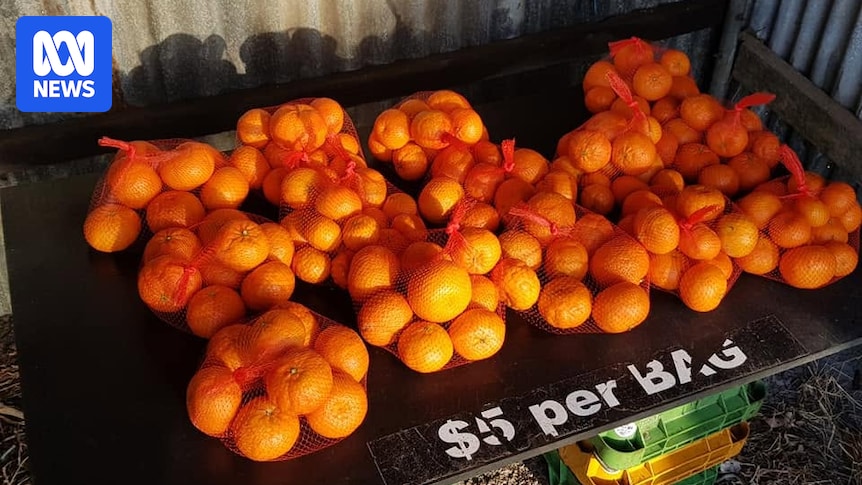 Soaring thefts force WA mandarin grower to close roadside stall after 17 years